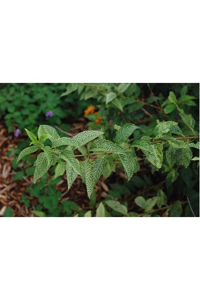 Форзиція Кумсон у садовій композиції